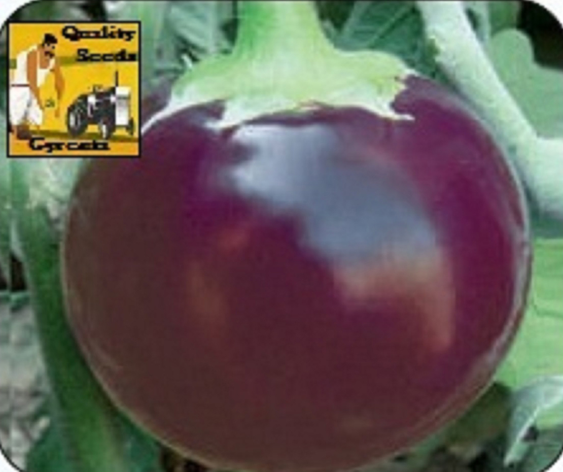 BRINJAL
