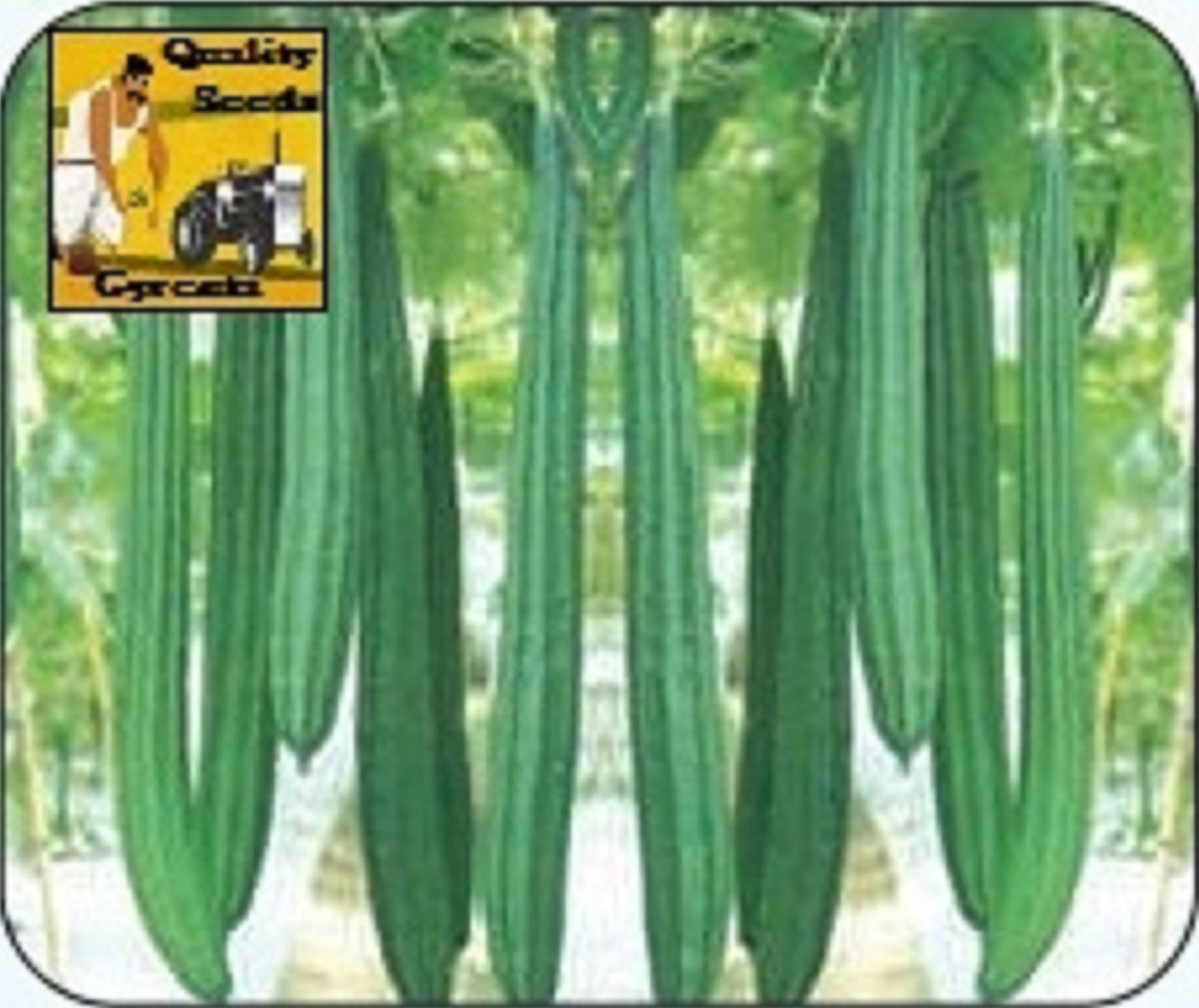 RIDGE GOURD