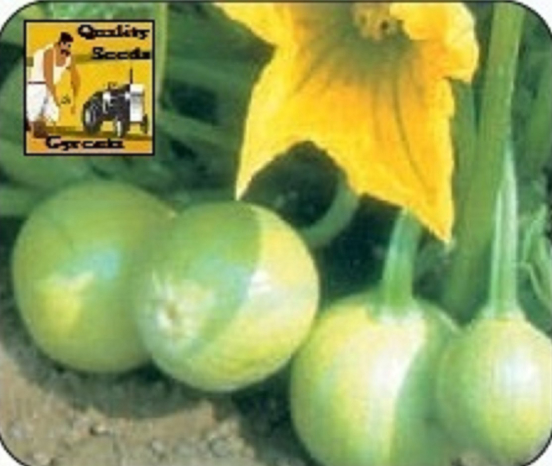 SUMMER SQUASH
