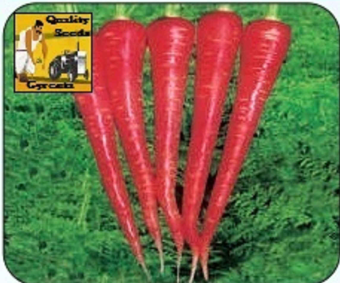 CARROT