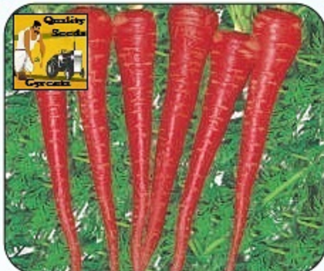 CARROT