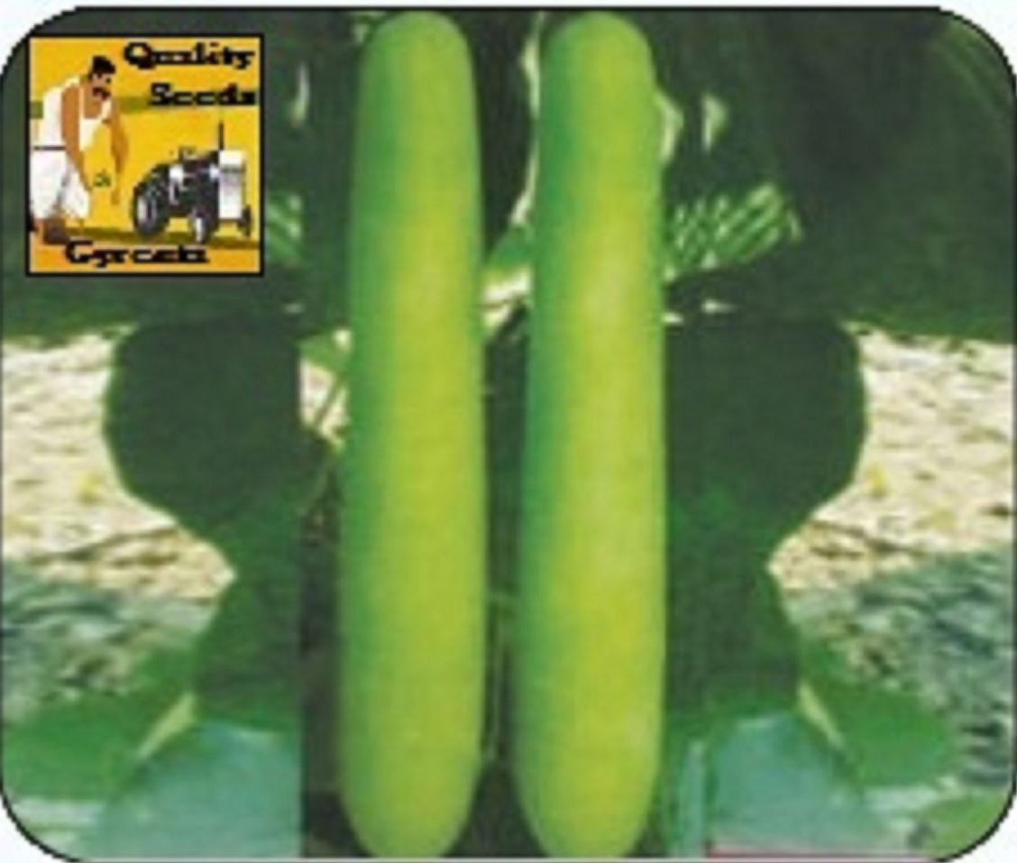 BOTTLE GOURD
