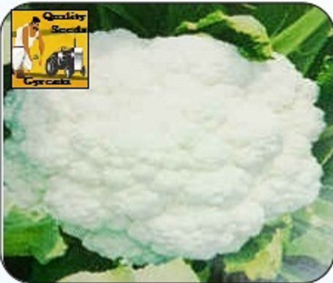 CAULIFLOWER