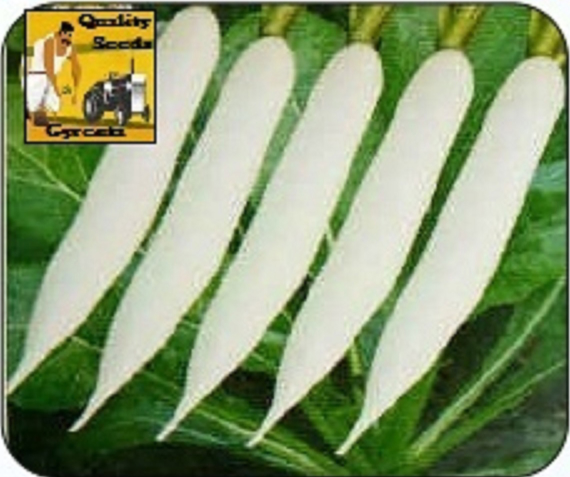 RADISH