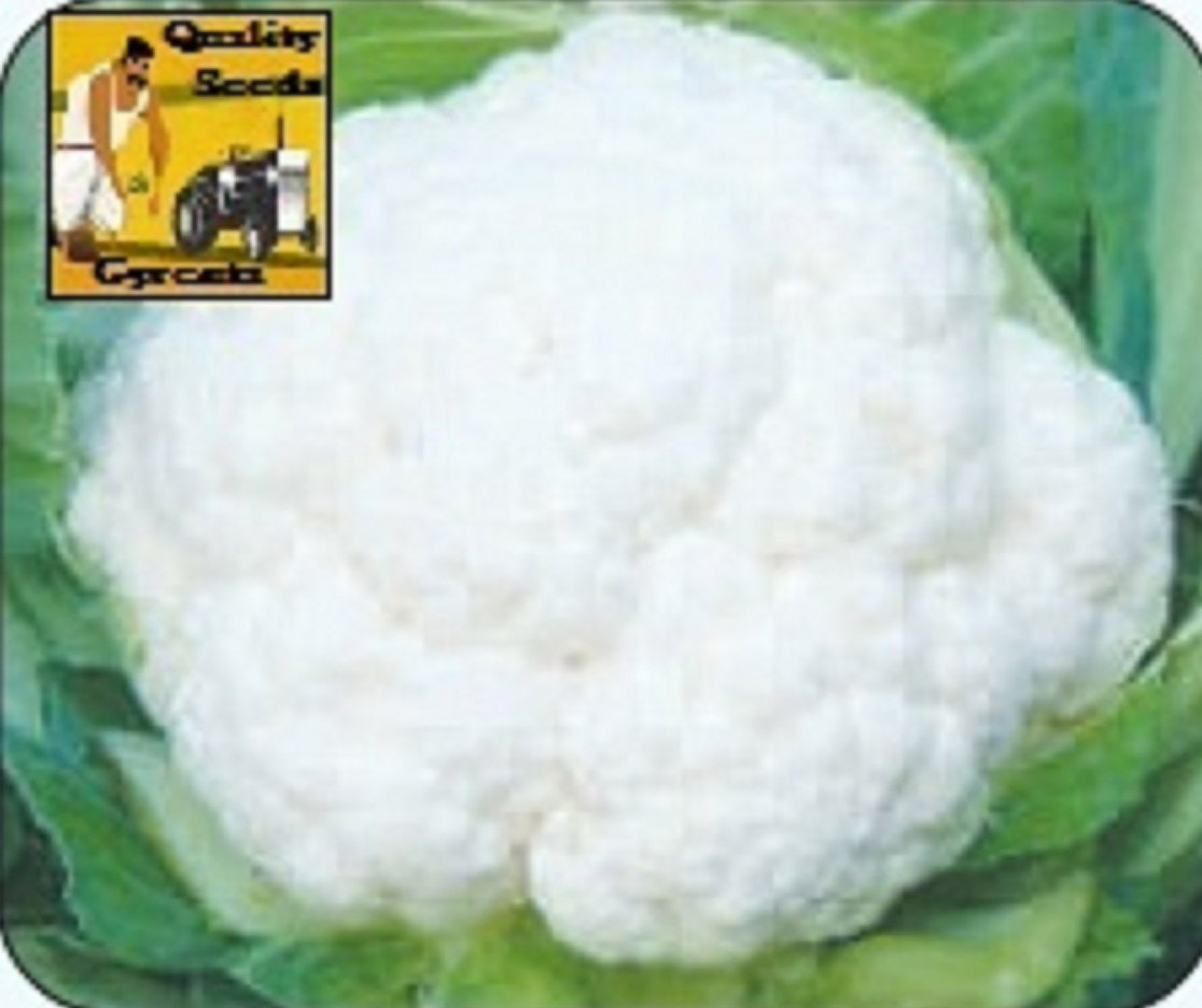 CAULIFLOWER