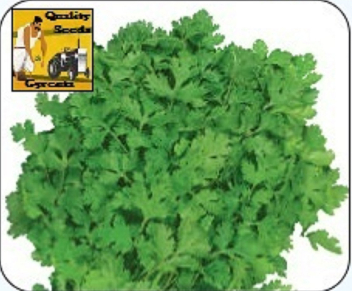 CORIANDER