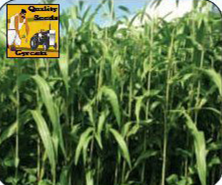 SORGHUM