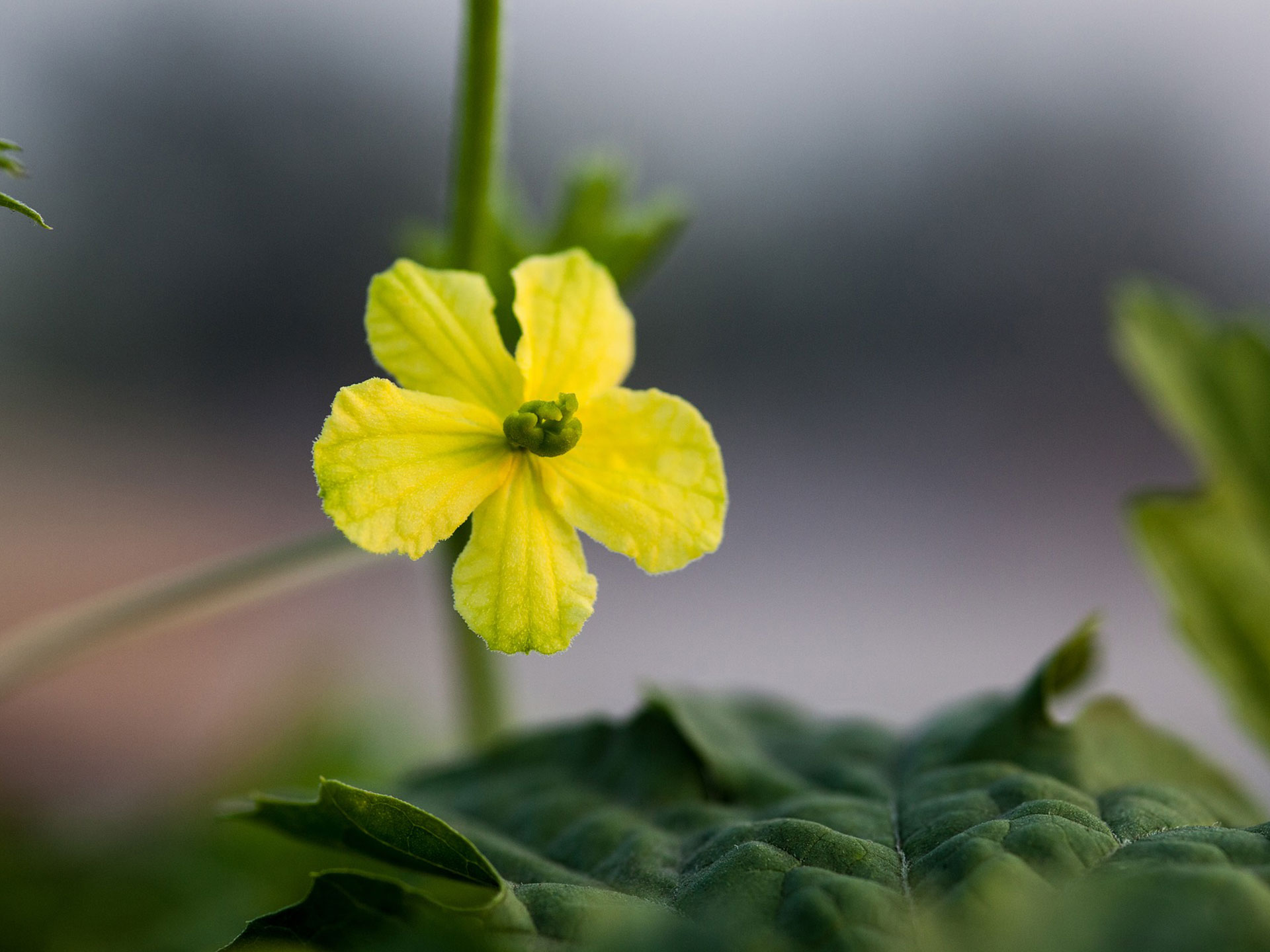 BitterGourd