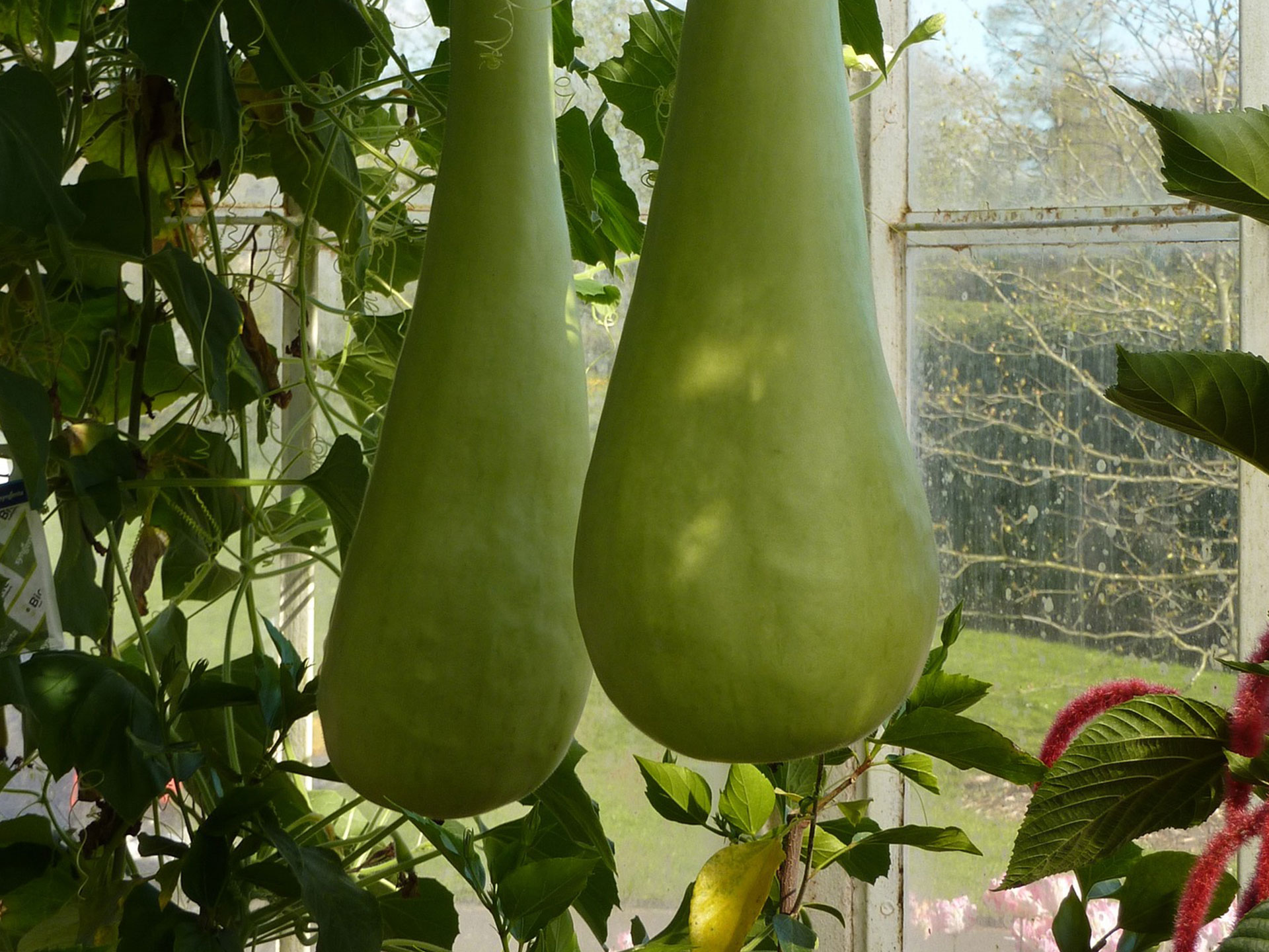 BottleGourd
