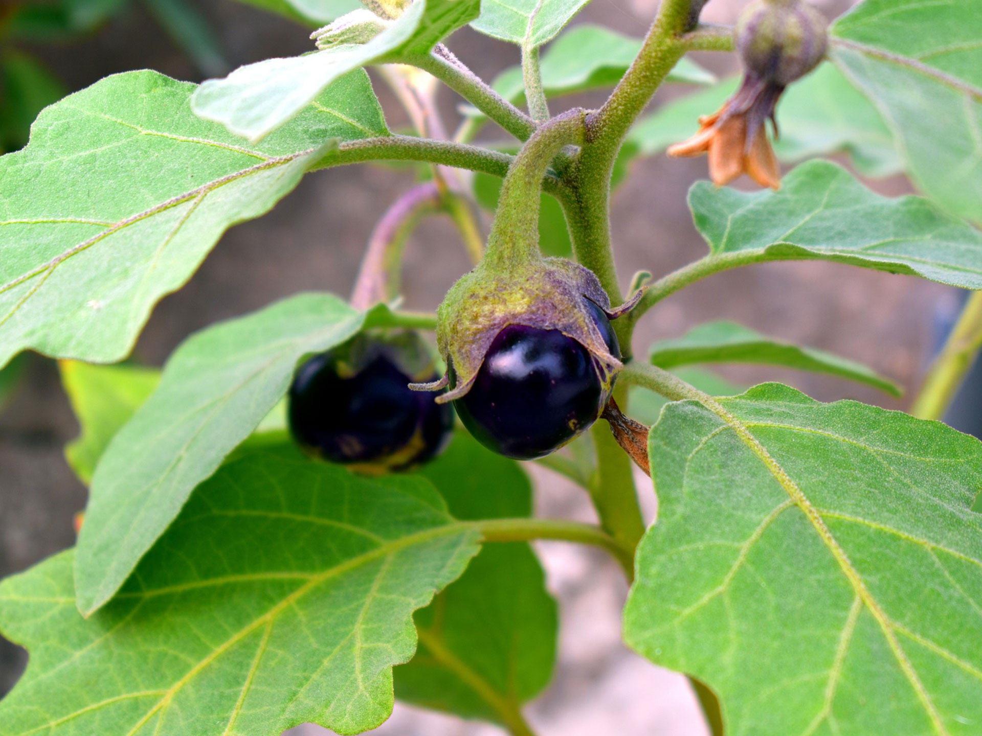 Brinjal