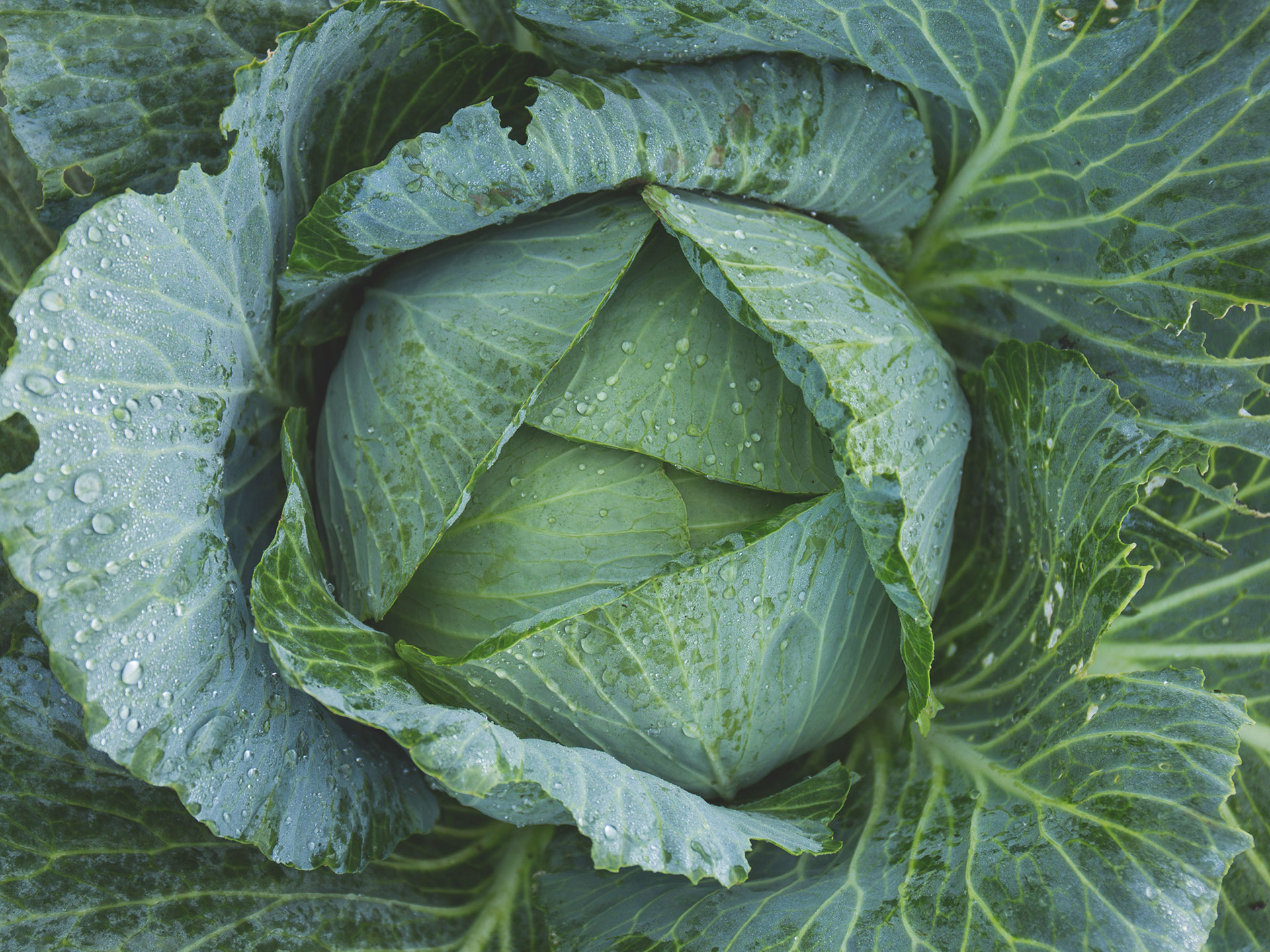 Cabbage