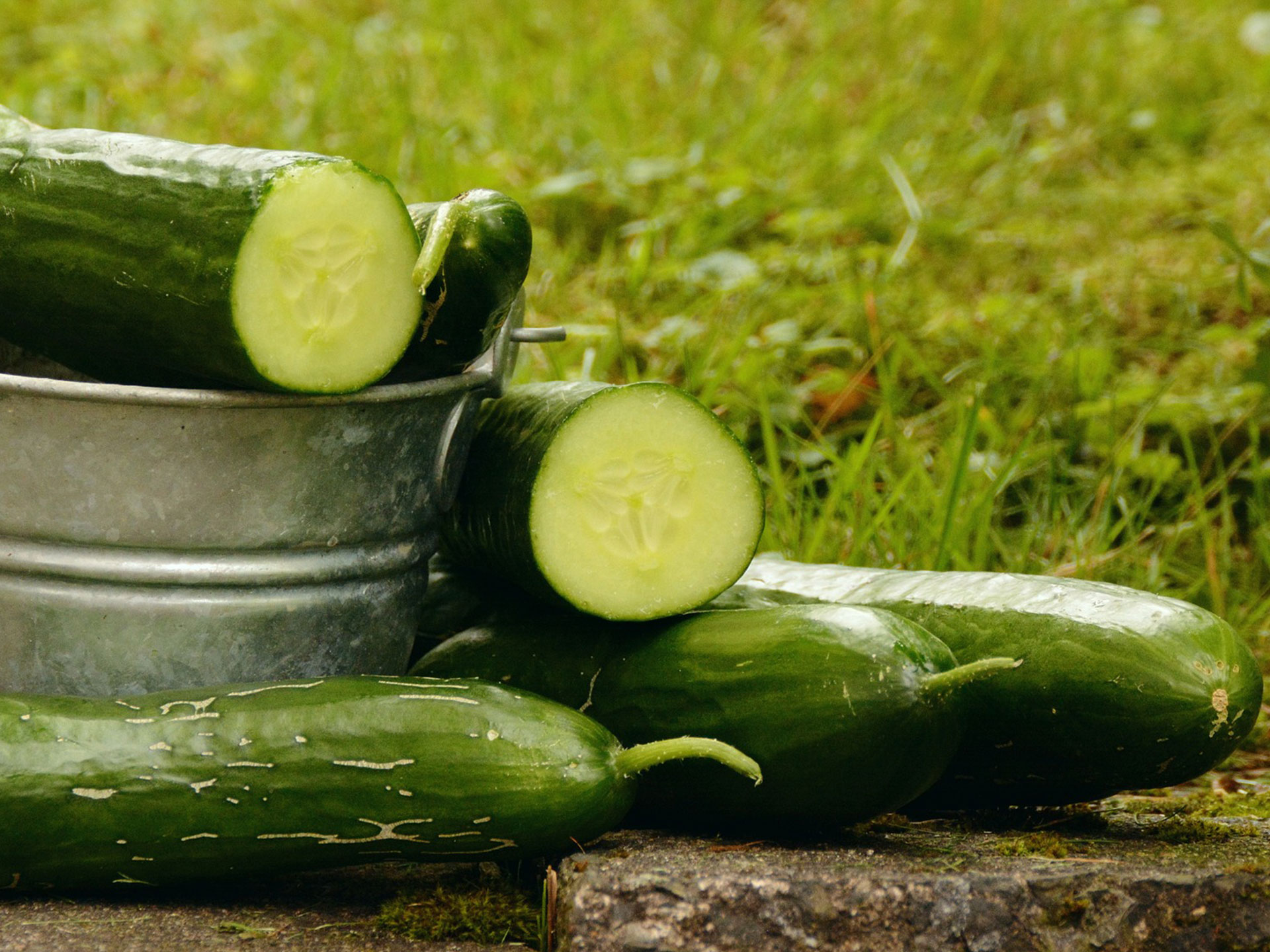 Cucumber